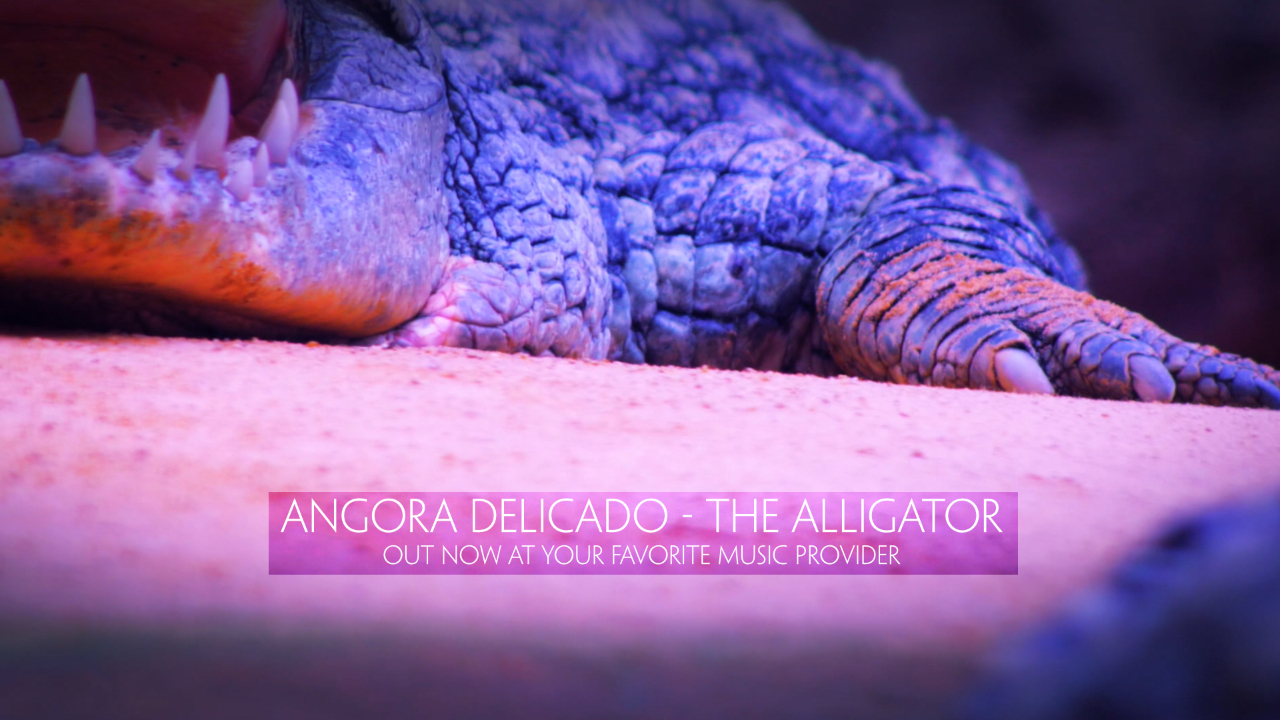 Angora Delicado - The Alligator