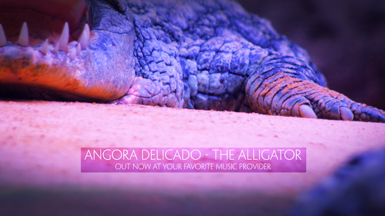 play this in a pop-up Angora Delicado - The Alligator